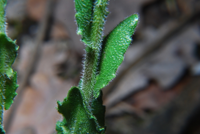 Sconosciuta - Arabis cfr.hirsuta